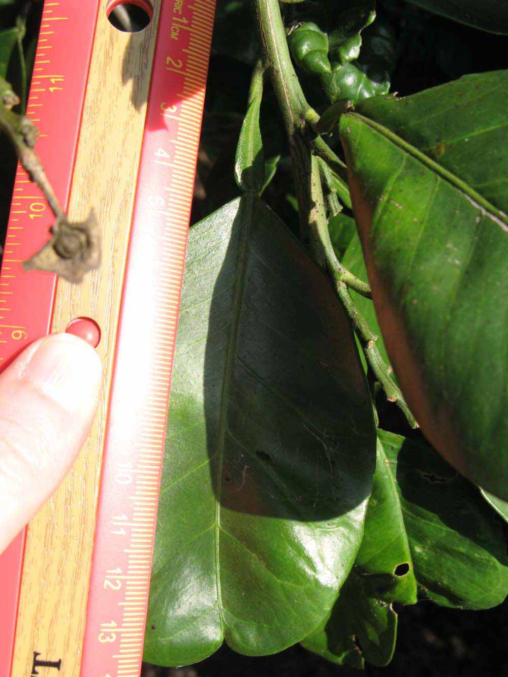              Unifoliolate leaf (Winter Haven, FL)       